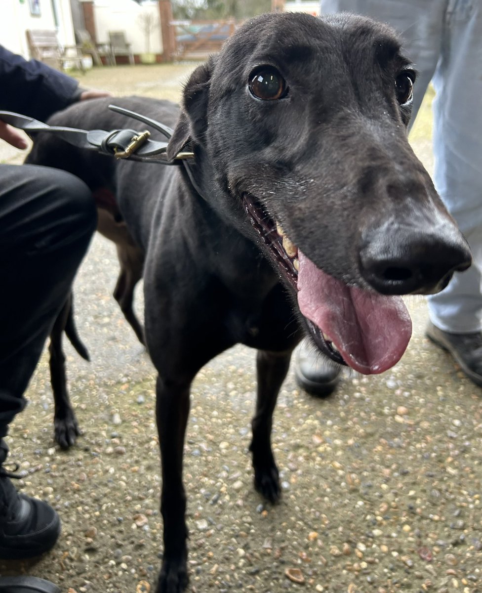 romfordretgreys's tweet image. Bruno would like you all to know that he is still available for sofa testing, counter surfing and giving free cuddles and kisses. Immediate start. 
Happy, confident and friendly. Could Bruno be the dog for you?
Romford Retired Greyhounds 07852 734958.
