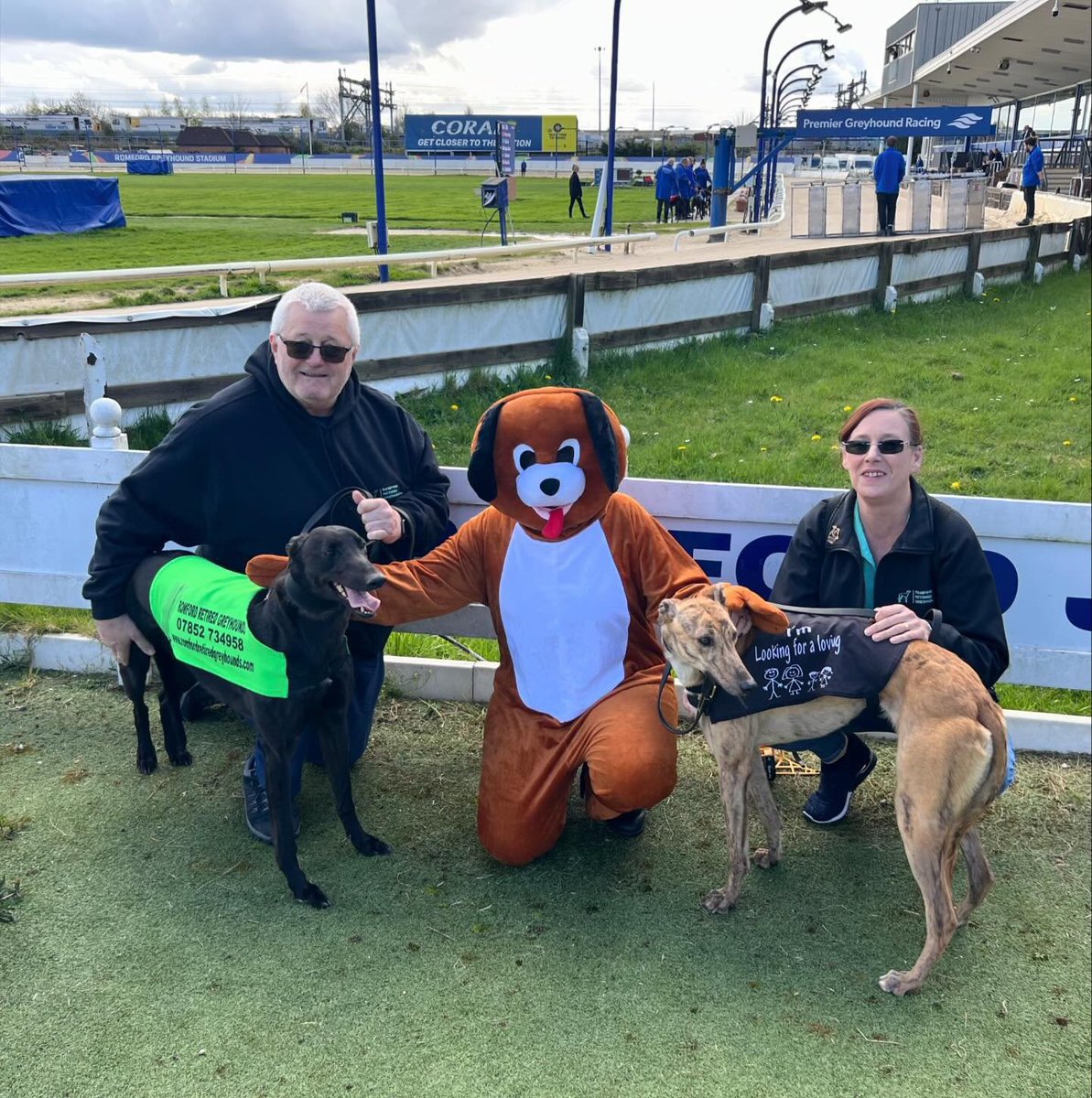 Bruno would like you all to know that he is still available for sofa testing, counter surfing and giving free cuddles and kisses. Immediate start. Happy, confident and friendly. Could Bruno be the dog for you? Romford Retired Greyhounds 07852 734958.