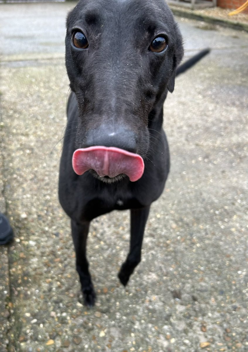 romfordretgreys's tweet image. Bruno would like you all to know that he is still available for sofa testing, counter surfing and giving free cuddles and kisses. Immediate start. 
Happy, confident and friendly. Could Bruno be the dog for you?
Romford Retired Greyhounds 07852 734958.