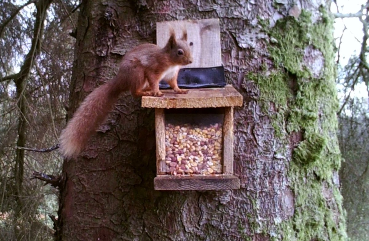 Our new Bulletin includes efforts to save our red squirrels, <a href="/EastRenCouncil/">East Renfrewshire</a> tree planters, building flood resilience, Citizen Science with #Ayrshireclimatehub, Blossom time is coming up with <a href="/OrchardRevival/">Orchard Revival</a> &amp; friends, and #MakeSpaceForNature this spring: tinyurl.com/2yx9fze2