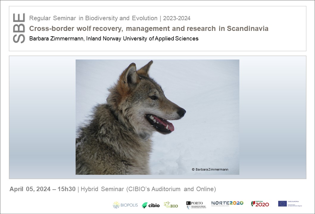 Seminar in #Biodiversity and #Evolution Cross-border wolf recovery, management and research in Scandinavia | Barbara Zimmermann, Inland Norway University of Applied Sciences 🗓️April 05-15h30 - Hybrid Seminar More info: cibio.up.pt/en/events/cros… #conservation #wolf #Genetics