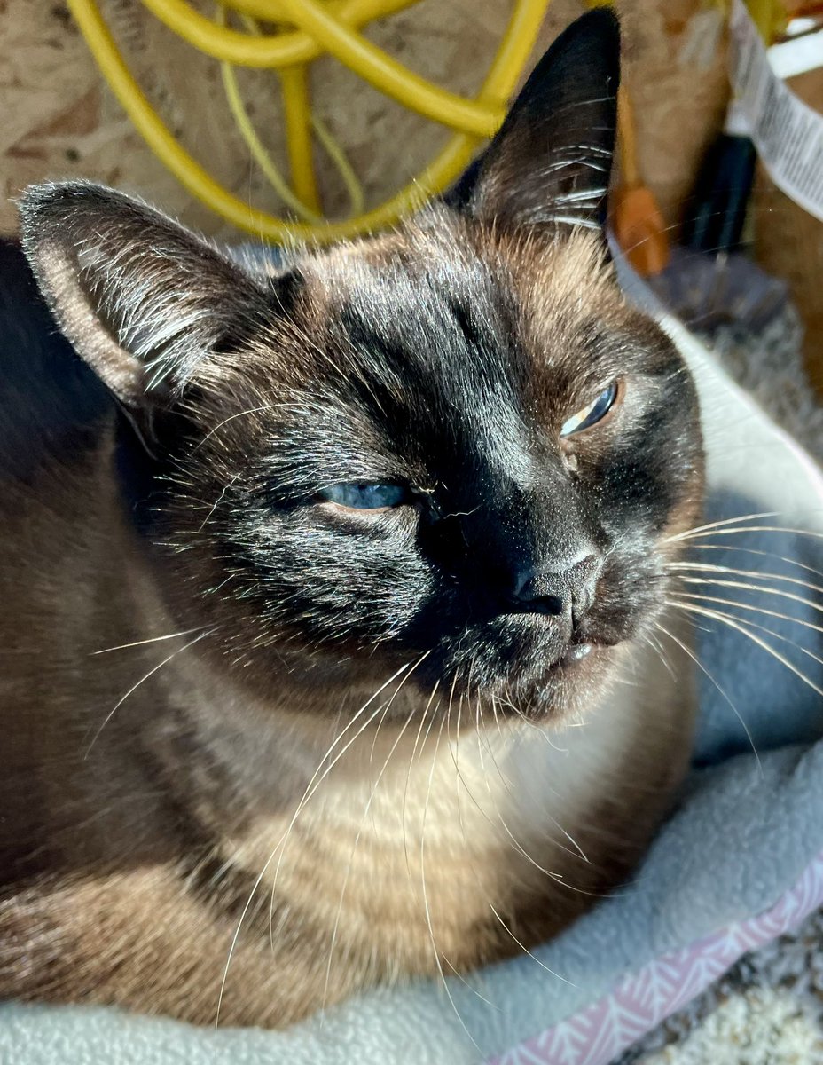 Soaking up the sun. 😻 #CatLife #VanLife