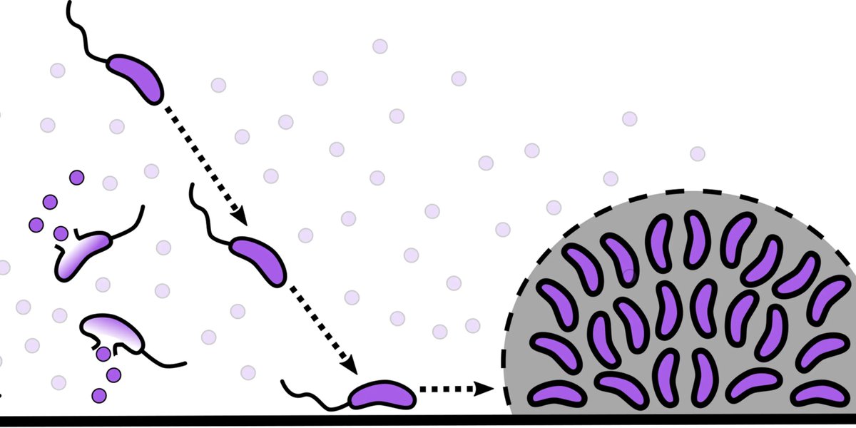 Carnegie Mellon University (@carnegiemellon) on Twitter photo "This is such a simple mechanism that could be fundamental. We want to explore what other bacteria also do this."
<a href="/CmuScience/">CMU Mellon College of Science</a>, <a href="/CMU_Bio/">CMU Biological Sciences</a> biologists have discovered that the bacteria behind cholera can sense when its relatives die.
cmu.is/cholera-bacter… "This is such a simple mechanism that could be fundamental. We want to explore what other bacteria also do this."
<a href="/CmuScience/">CMU Mellon College of Science</a>, <a href="/CMU_Bio/">CMU Biological Sciences</a> biologists have discovered that the bacteria behind cholera can sense when its relatives die.
cmu.is/cholera-bacter…