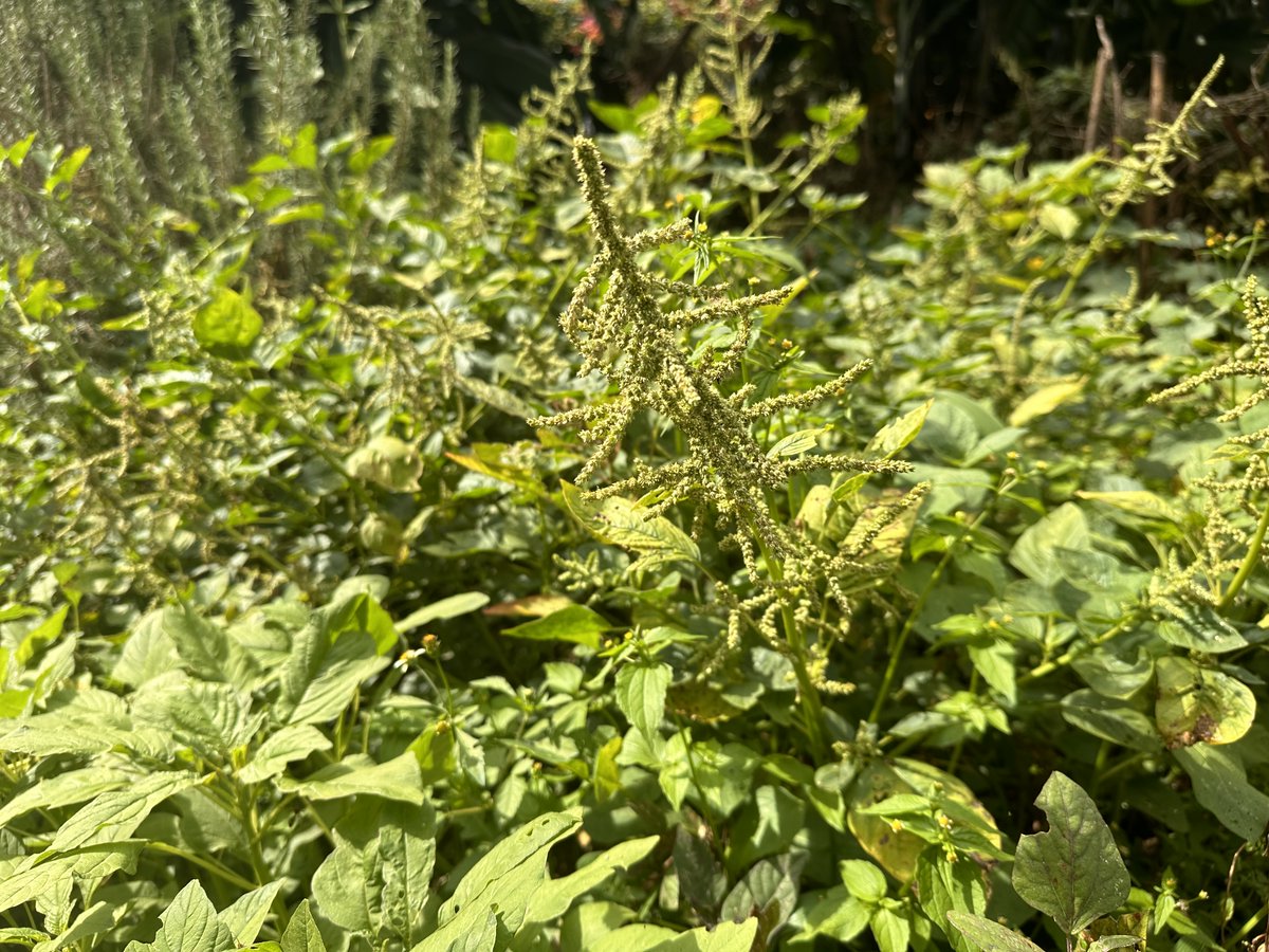 Integrating cutting-edge breeding techniques, we're boosting the nutritional power & resilience of amaranth.  🌾Let's cultivate change! Join our green revolution with hybrid amaranth that thrives economically & ecologically. #GrowWithUs @Stockholm50_Ke @PMOsano @Eng_F_Ngeno