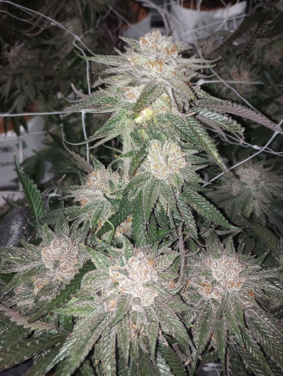 Good Morning everybody! Shot from harvest yesterday. Grown with @HiveMindGrower