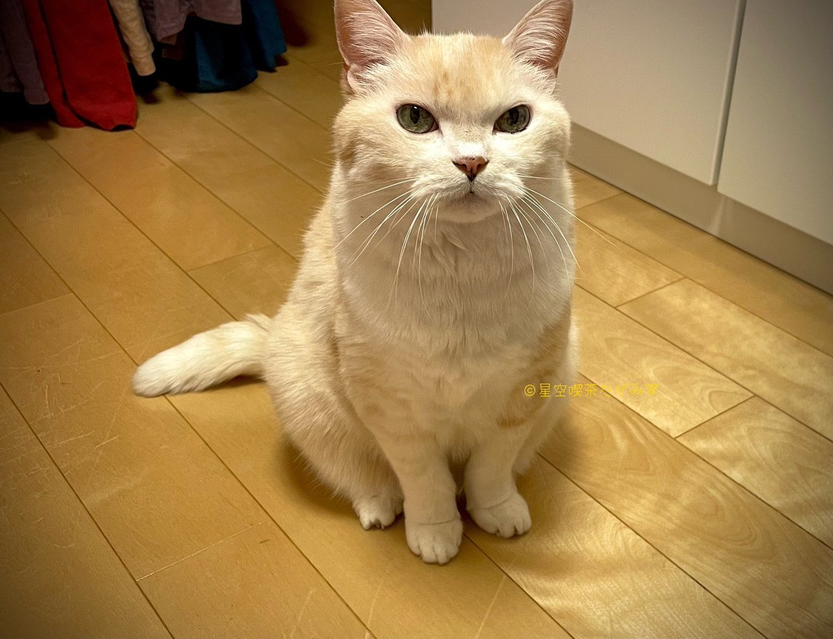 たがみさん家の昨日のごはん

朝・自家製ベーコンBLTオープンサンド、ヨーグルトに🍓他
昼・スイートポテト(自作)、道明寺(たねや)他
晩・じぶ煮、手羽先、納豆ごはん他

夕方から寝込んでたら、おぼっちゃまが怒って寝室に💦
猫なんで飼い主が具合悪いのを察したりはできないのです(*´ω`*)