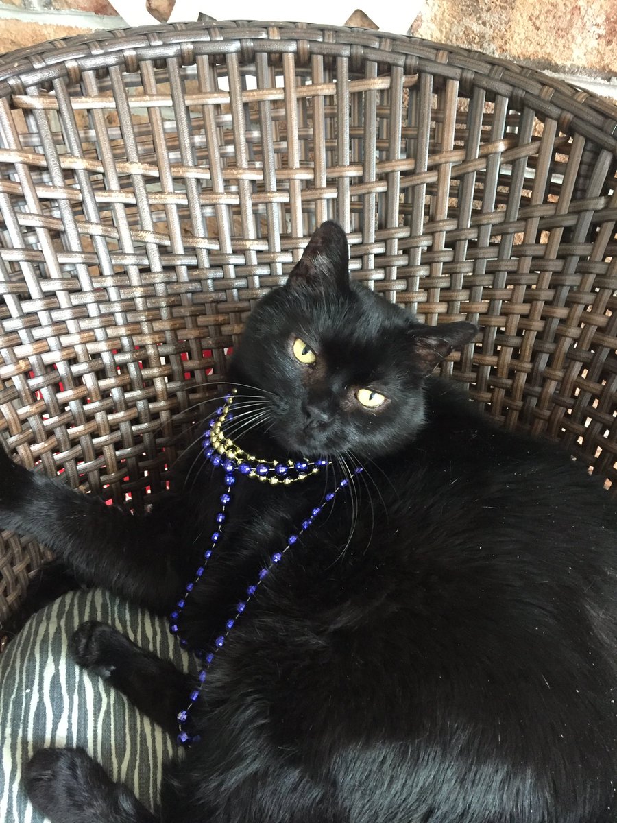 I announce with sadness and tears that today at 5pm a Hospice vet is coming to my house to help BB go OTRB. We thank everyone for their kind words, love and support. <a href="/DebraD17888013/">Debra D</a> <a href="/IndyCatBear1/">IndyCatBear</a> <a href="/Andy18512371/">Maggie and 🌈 Scribbles 🌈</a> <a href="/TheCatZeppelin/">Zeppelin 🌈 and Sapphire 🌈</a> <a href="/MrNibs3/">Mr. Nibs🌈</a> <a href="/madameraerae/">Rachel Corsini</a> <a href="/starbuckssue/">💜Tia 🧡Phoebe 😇❤️Angel Plum 😇💙Angel Boo ⛅️🌈⛅️</a> <a href="/Wackelkasper/">Oscar, Sunny&Barney 🐈🐈</a>