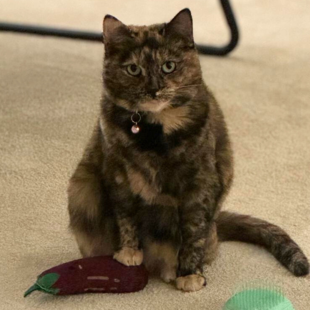 Happy National Pet Day from SRD Technology UK! No need to fret if your dog's turned your work into a chew toy! With our top-notch backup system, your data's always safe. Here are some of our furry sidekicks from around the office!
#nationalpetday #nationalpetday2024 #backupsystem