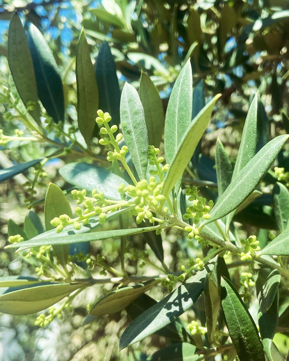Blooming season is coming for our organic olive trees. Hope this harvest will be a Victory …. #blooming #olivetree #springtime #goodweather #rainfall #softtemperatures #polynization #fruits #nextharvest