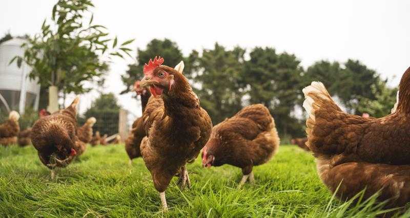 NFU members | Poultry environmental permitting changes for 2024 All permitted pig and poultry farms must now produce climate change risk assessments. This extends to existing permit holders, not just new ones. Read more 👉 nfuonline.com/updates-and-in…