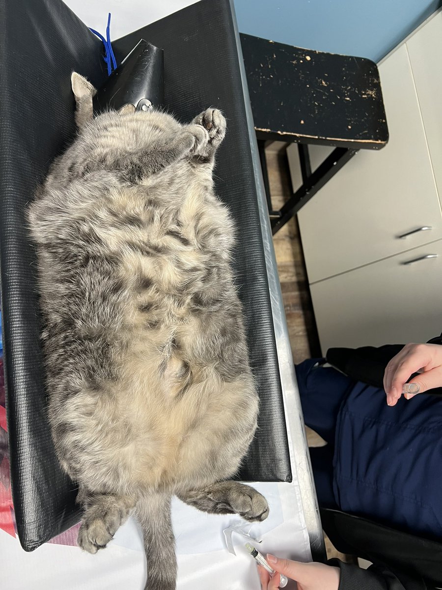 wicked_nik's tweet photo. winnie is LARGE https://t.co/H3mgOeGus5