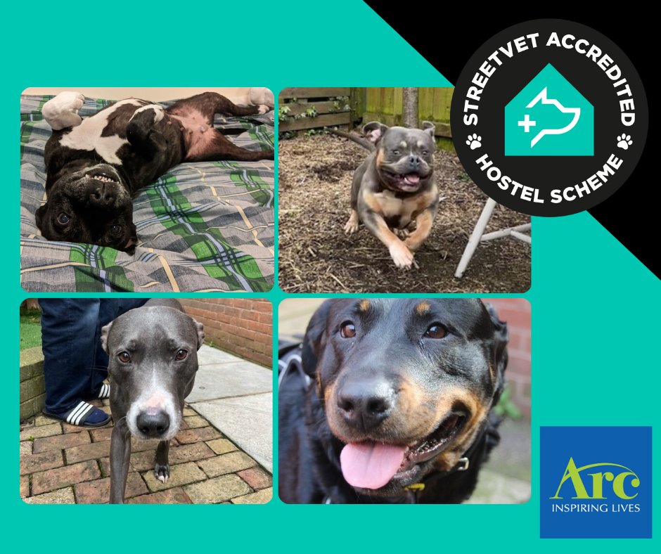 Missy, Lottie, Rex and Buster look as happy as we feel about our friends at @Arc_Homeless reaccrediting for a 3rd year with the #StreetVet Accredited Hostel Scheme! 🏡🐾 Find out more about our hostel scheme by clicking the link HERE 👉bit.ly/streetvet-accr… #SVAH #petfriendly