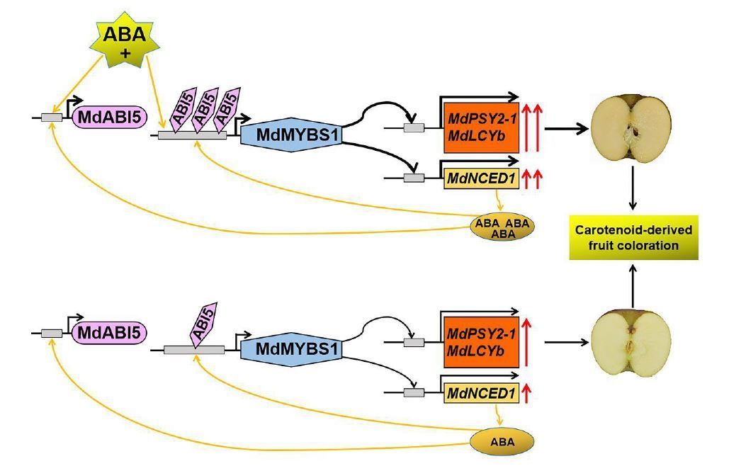 Abscisic acid activates transcription factor module MdABI5–MdMYBS1 during carotenoid-derived apple fruit coloration (Dongjie Jia, Yuchen Li, Kun Jia, Benchang Huang, Qingyuan Dang, Huimin Wang, Xinyuan Wang, et. al.) buff.ly/3vyBFdB @ASPB #PlantSci