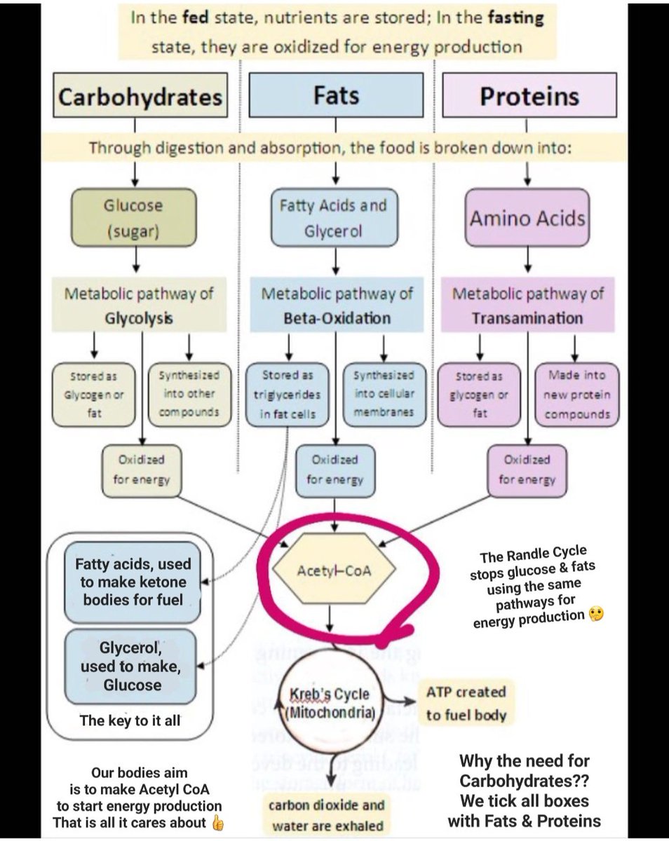 And there you have it.... Gluconeogenesis The natural human state, used for millenia. Why stop now 🤔 #energy #krebscycle #atp #nutrition #health #fatforfuel #protein #ketones #keto #carbs #gluconeogenesis
