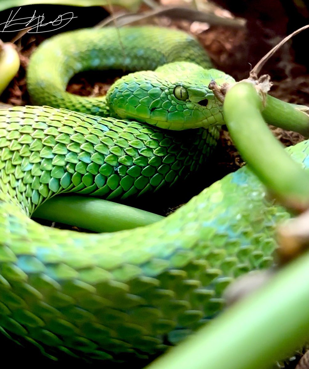 Rowley’s Palm Pitviper