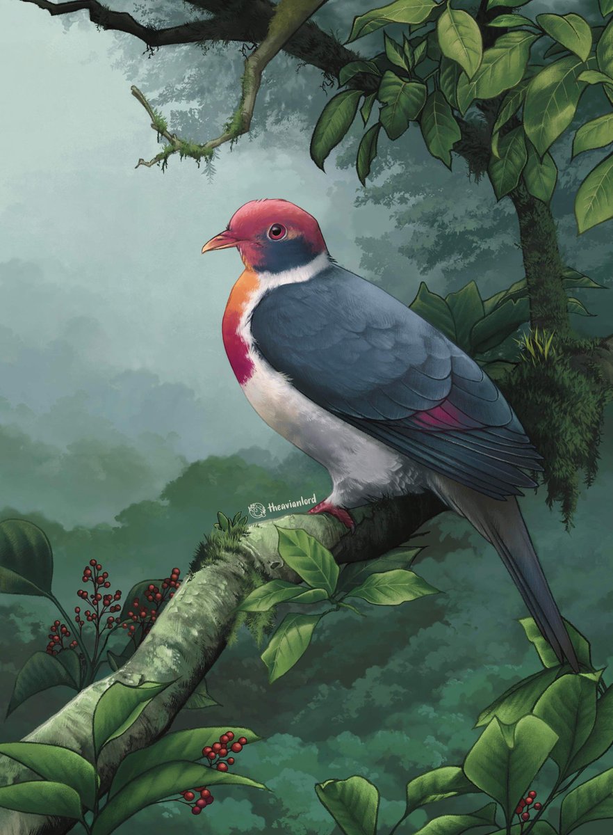 theavianlord tweet media