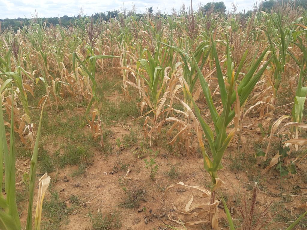 1/4 Today, President Emmerson Mnangagwa declared a State of Disaster following a poor 2023/24 #agriculture season, emphasizing that 2.7 million people need #FoodAid and highlighting that #Zim needs at least USD 2 billion for interventions to alleviate food shortages.