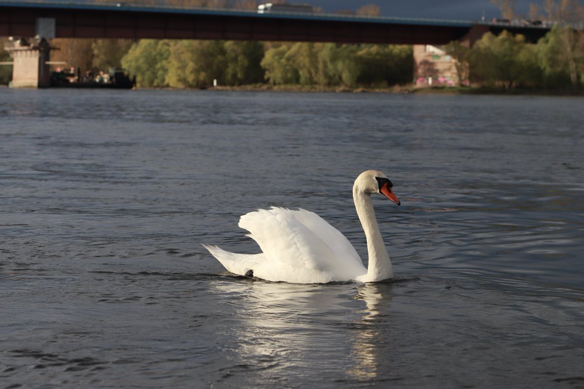 sudi1007's tweet photo. Heute Abend. Schönes Licht wie ich finde. #Rhein #Mainz #Laubenheim #Schwan #Ruderer. Im Hintergrund die #WeisenauerBrücke https://t.co/1rDsPkRanc