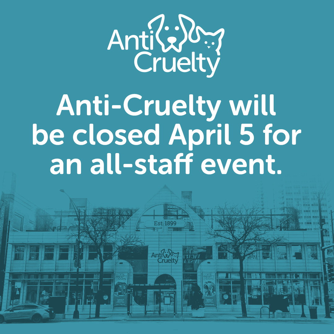 Anti-Cruelty will be closed this Friday, April 5th for an all-staff event. We look forward to seeing you Saturday when we resume normal business hours. View adoptable animals at anticruelty.org/adopt. Thank you!