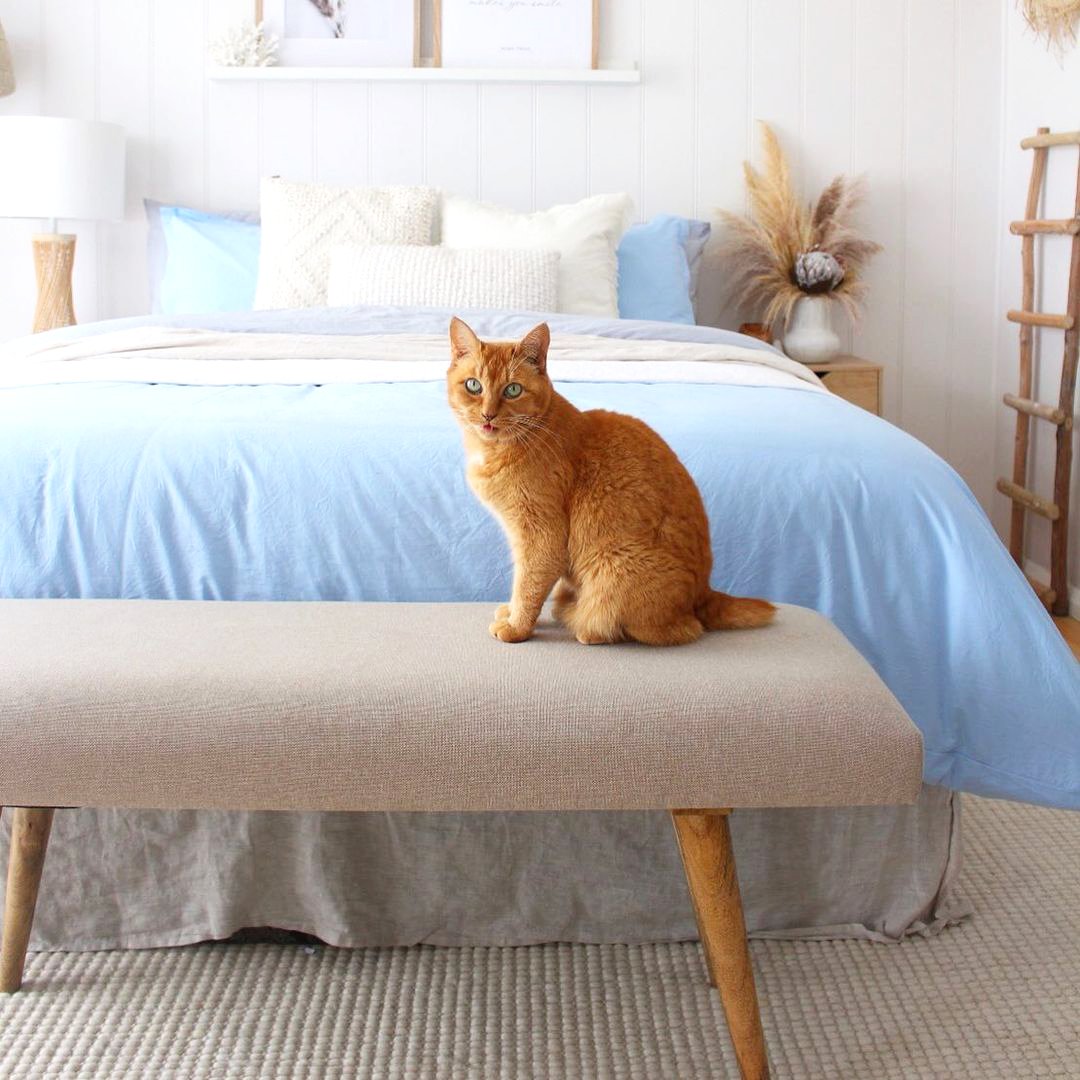 Upgrade to #madewithSupima sheets from @feyrehome for better cat naps. 💤 Their 300 thread count percale weave offers better airflow to get you through warmer weather. Shop the collection: bit.ly/FeyreSheets