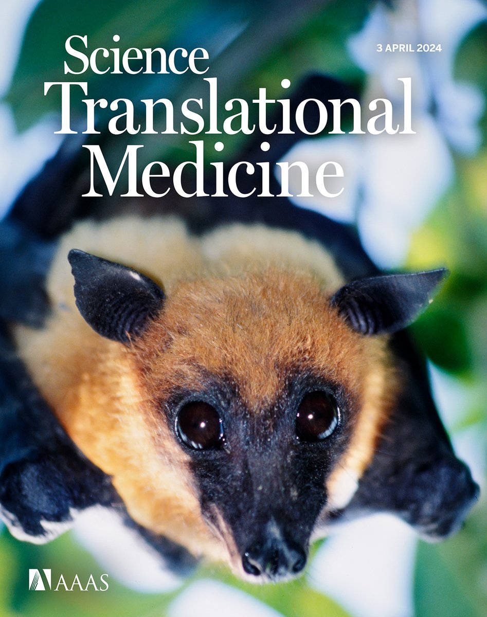 Researchers create an antibody therapy that safeguards large animals from the deadly, emerging Nipah virus, a genetics study of families reveals new mutations that trigger muscle disease, and more in this week's new issue of #ScienceTranslationalMedicine. scim.ag/6sR