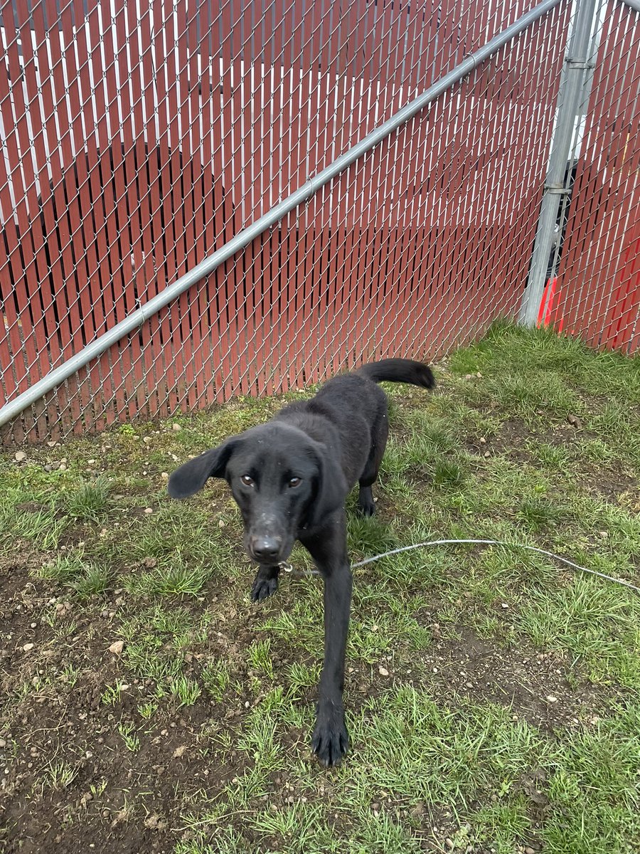 In March, #YourWSP started a new Explosives Detection K9 training class. We will work over the next few months to get our new handlers and K9 partners trained and deployed to the field to support our <a href="/wsferries/">Washington State Ferries</a> partner in keeping everyone safe at the various ferry terminals!