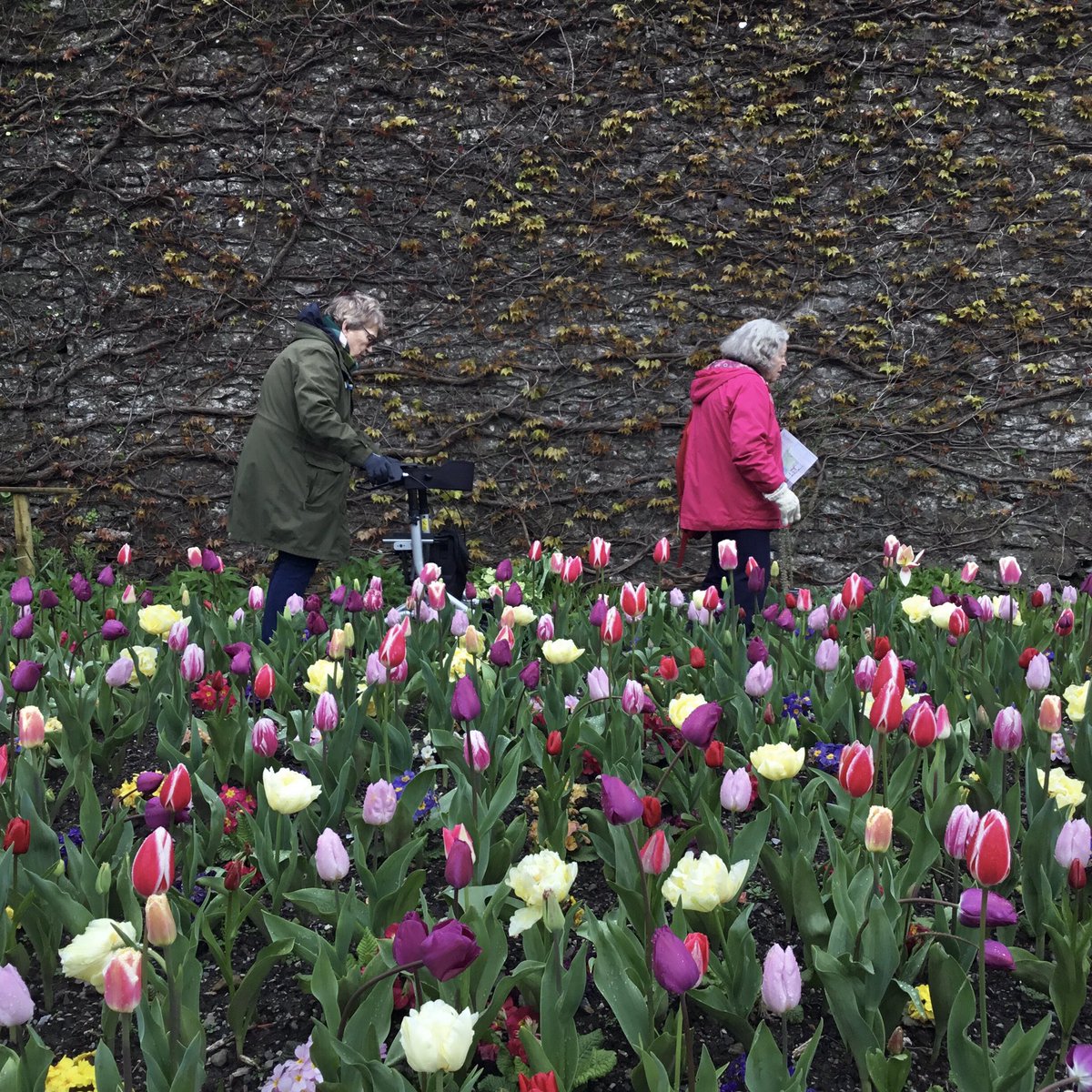 Tulips @Aberglasney #photograghy