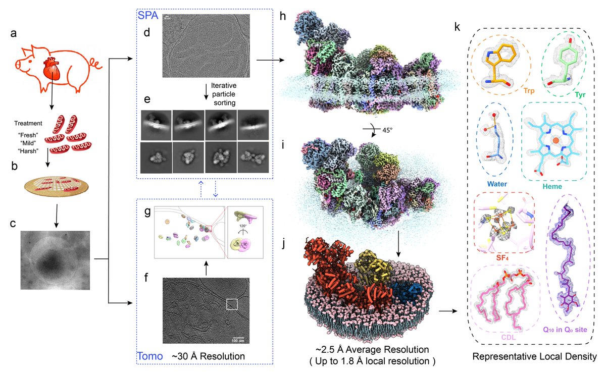 High-res In-situ Structures of Mammalian Respiratory Supercomplexes in Reaction within Native Mitochondria biorxiv.org/content/10.110… Check out my lab's first work on membrane proteins! Yes, we knew nothing about detergent😜, so we directly imaged proteins within native membrane!