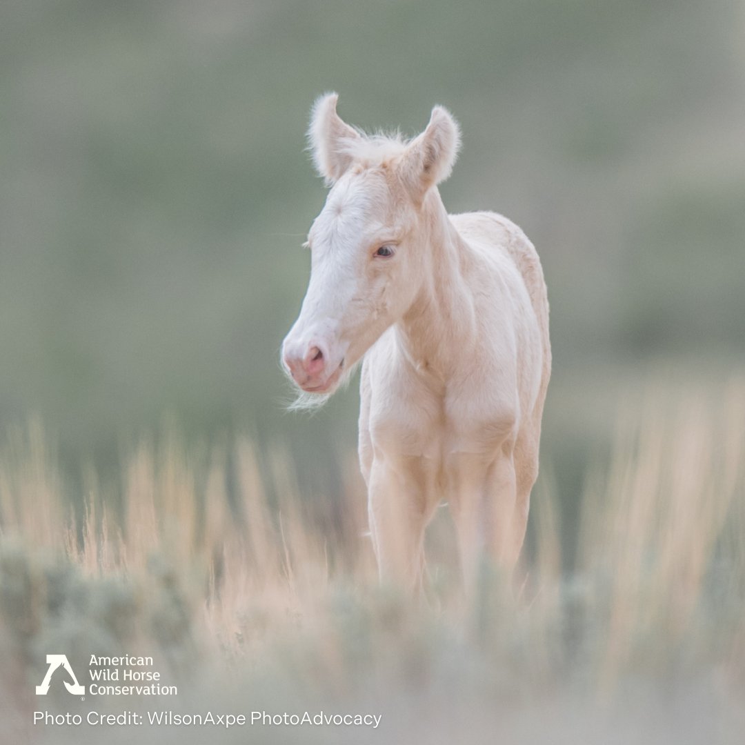 There are some shockingly cute things in the world, but not much could be more adorable than a foal. There's so much to love - from their explosive personalities to their tiny little mouths. What's your favorite thing about foals?? #cuteanimals #foals #wildhorses