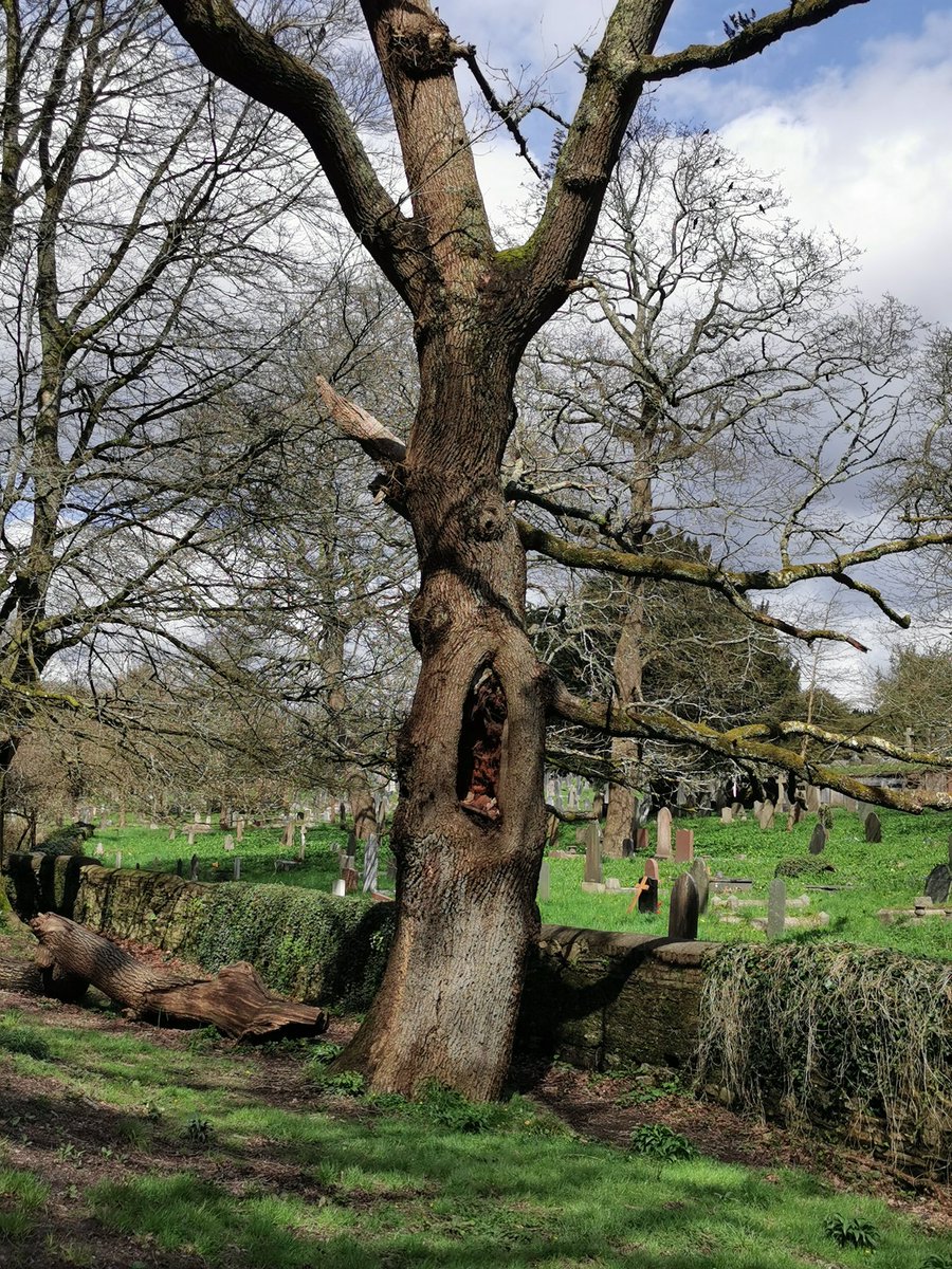 intrepidjanner's tweet image. Best &apos;scary face&apos; I&apos;ve ever found in a tree. Always makes me laugh #trees