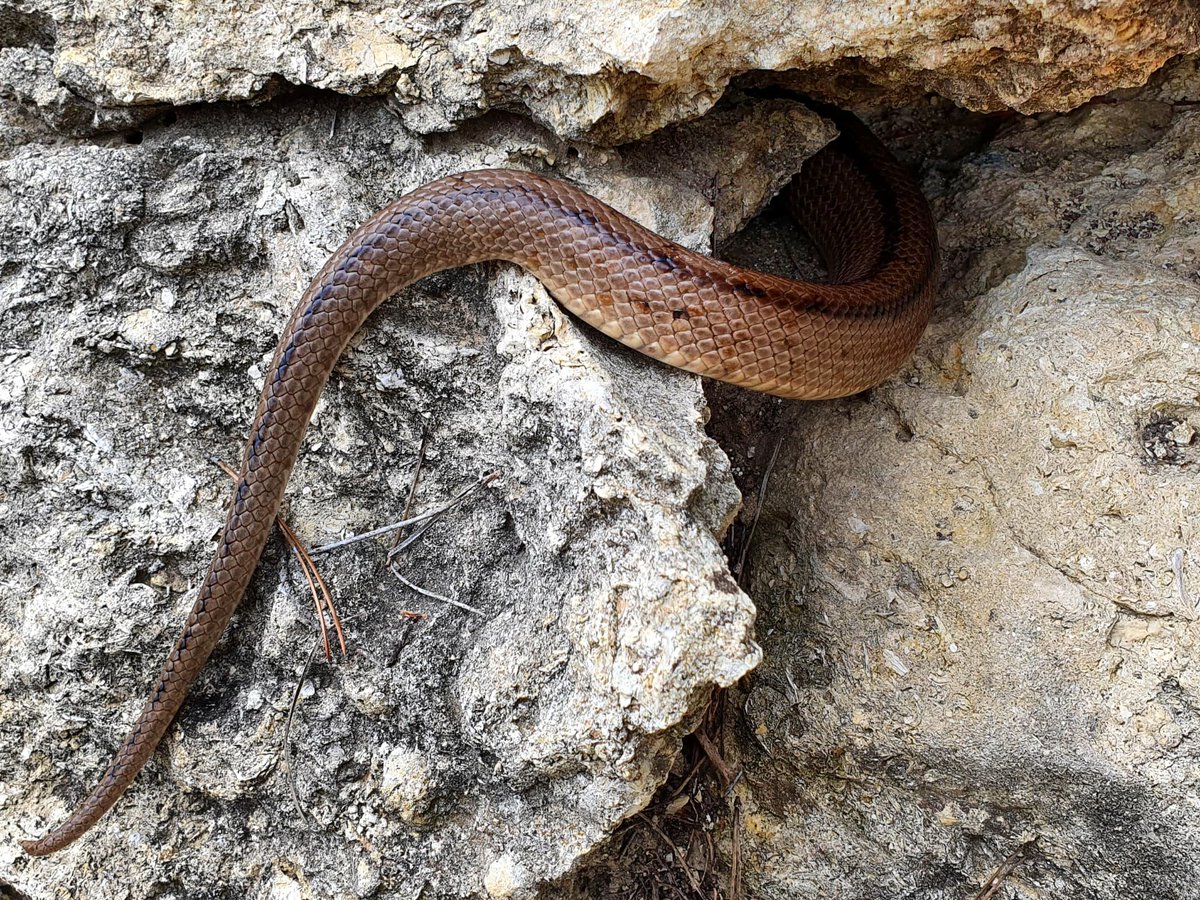 #serpiente entrando en la roca desconozco la especie el pasado viernes en #tarragona

#reptil
#reptiles
#naturaleza
#faunaiberica 
#fauna
#serpientes