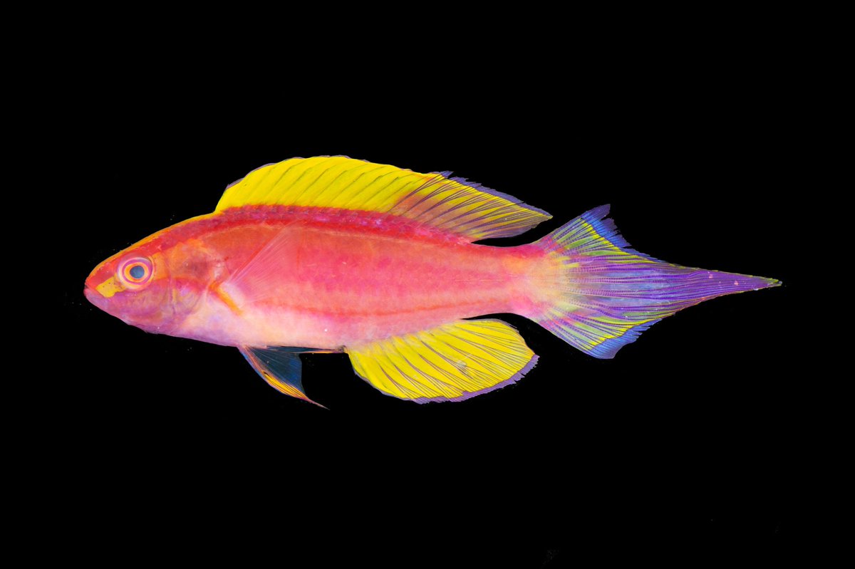 Cirrhilabrus roseafascia, the Rose-banded Fairy Wrasse, is a common species of fish that occurs widely across the western Pacific Ocean, but only in deep reefs. We’ve recorded this species as far down as 150 m! How BANANAS is that tail?!