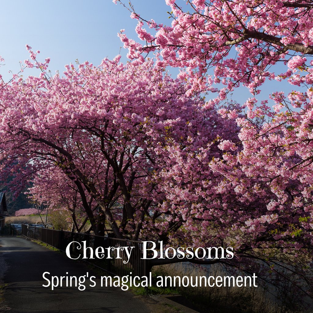 familytravelbtq's tweet photo. Hello, Travel Enthusiasts! 🛸

Dreaming of cherry blossoms? Visit Japan in spring to witness Sakura, their weather-dependent national flower, in full bloom. 🌸 Hurry up and DM me for spring deals to Japan! 

#CherryBlossoms #SpringTravel #JapanJourney #MagicInBloom https://t.co/9AXJBgpu7H