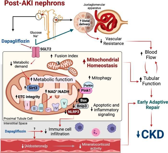 JCI_insight's tweet image. Transient inhibition of sodium-glucose cotransporter 2 after ischemia/reperfusion injury ameliorates chronic kidney disease: buff.ly/43HdSoq 
@normaabobadilla 
#Nephrology