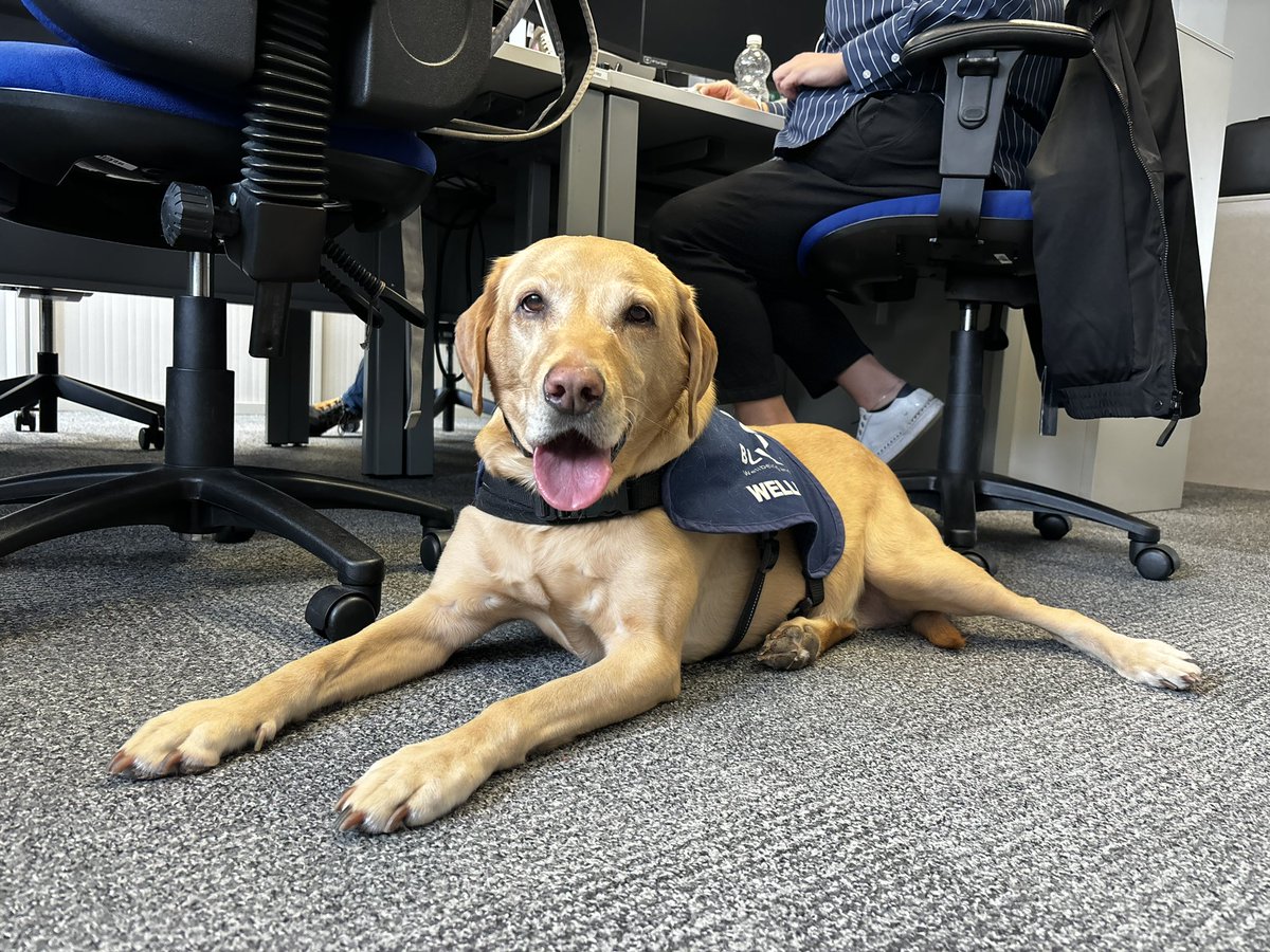 Another day of Pawsome wellbeing with CID officers at British Transport Police in London, lots of chilling cuddles and carpet play. The science behind the effect of a Wellbeing Dog visiting your team or company is well proven. the power of paws will enhance your workplace