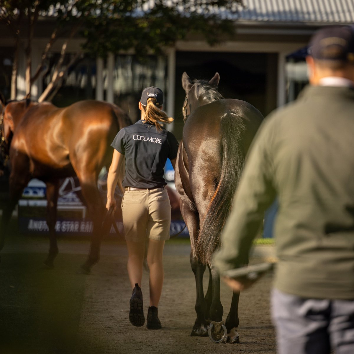 From the mighty WINX to the outstanding STORM BOY, Coolmore yearling sale graduates have been making headlines. Our @inglis_sales Easter draft features yearlings by many of the best proven sires and includes the progeny of 9 Group One-winning mares. #Coolmore #HomeOfChampions