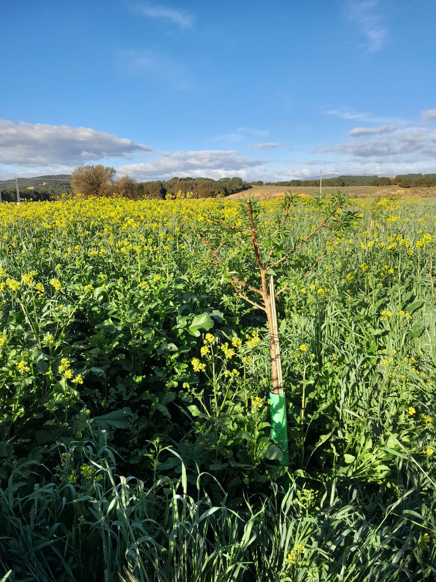 Hoy ha tocado visitas a la #cubiertavegetal.Esta es la evolución en la plantación de un año y con siembra en octubre #Ecology #almendro #amande