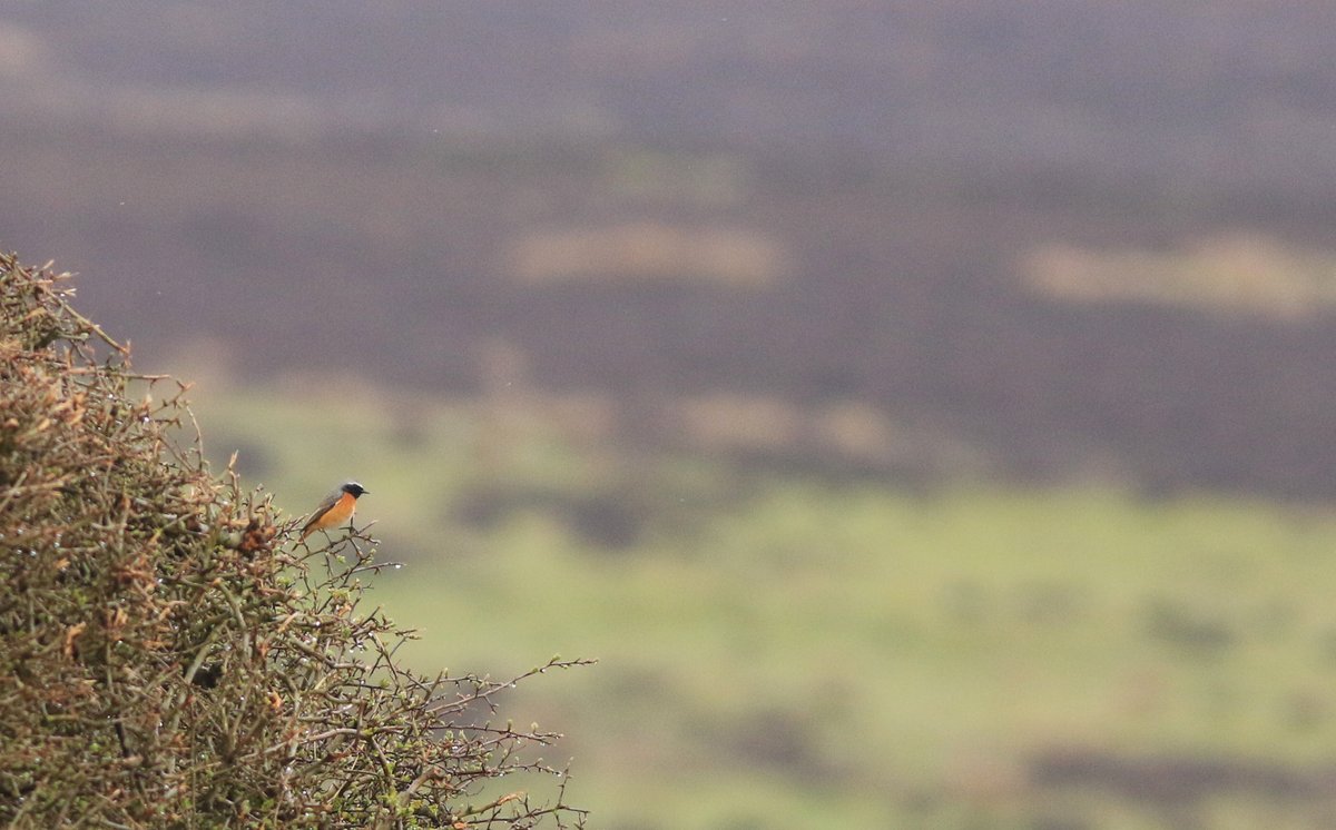A Redstart was an unexpected treat on today's <a href="/WoldEcology/">Wold Ecology</a> North York Moors Wader Surveys, as were the Tree Pipit &amp; Chiffchaff in the same spot - out-of-habitat migrants in a high spur of farmland jutting into Levisham moor, in heavy showers... obs-style birding in the sticks!