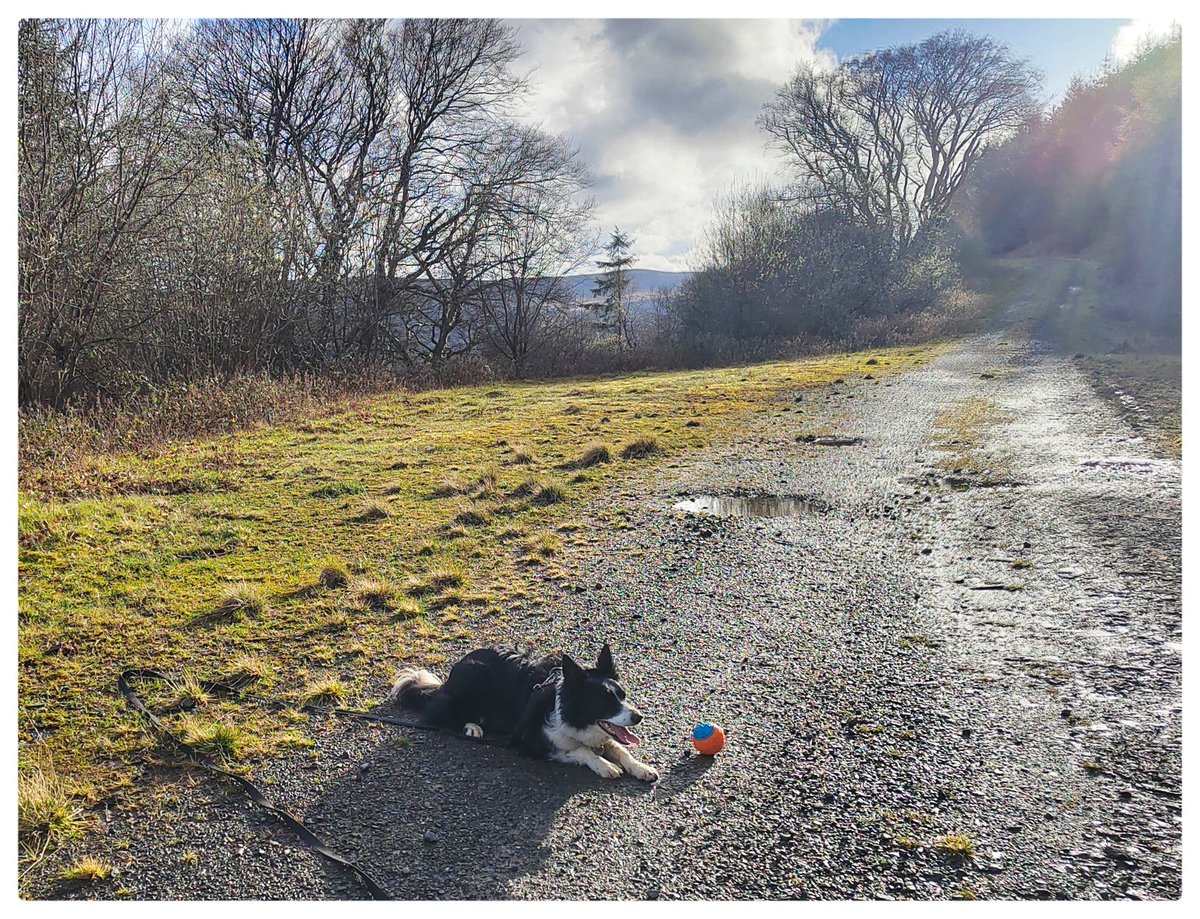 Evening Stroll at Talybont Res. #explorelocal #discoverlocal #getoutside #BorderCollie #breconbeacons #dogsoftwitter #lesserwalkedpaths #BannauBrycheiniog @BeaconsPhotos @DerekTheWeather @OrdnanceSurvey @ExploreBreconB @VisitBrecon @BBCWthrWatchers