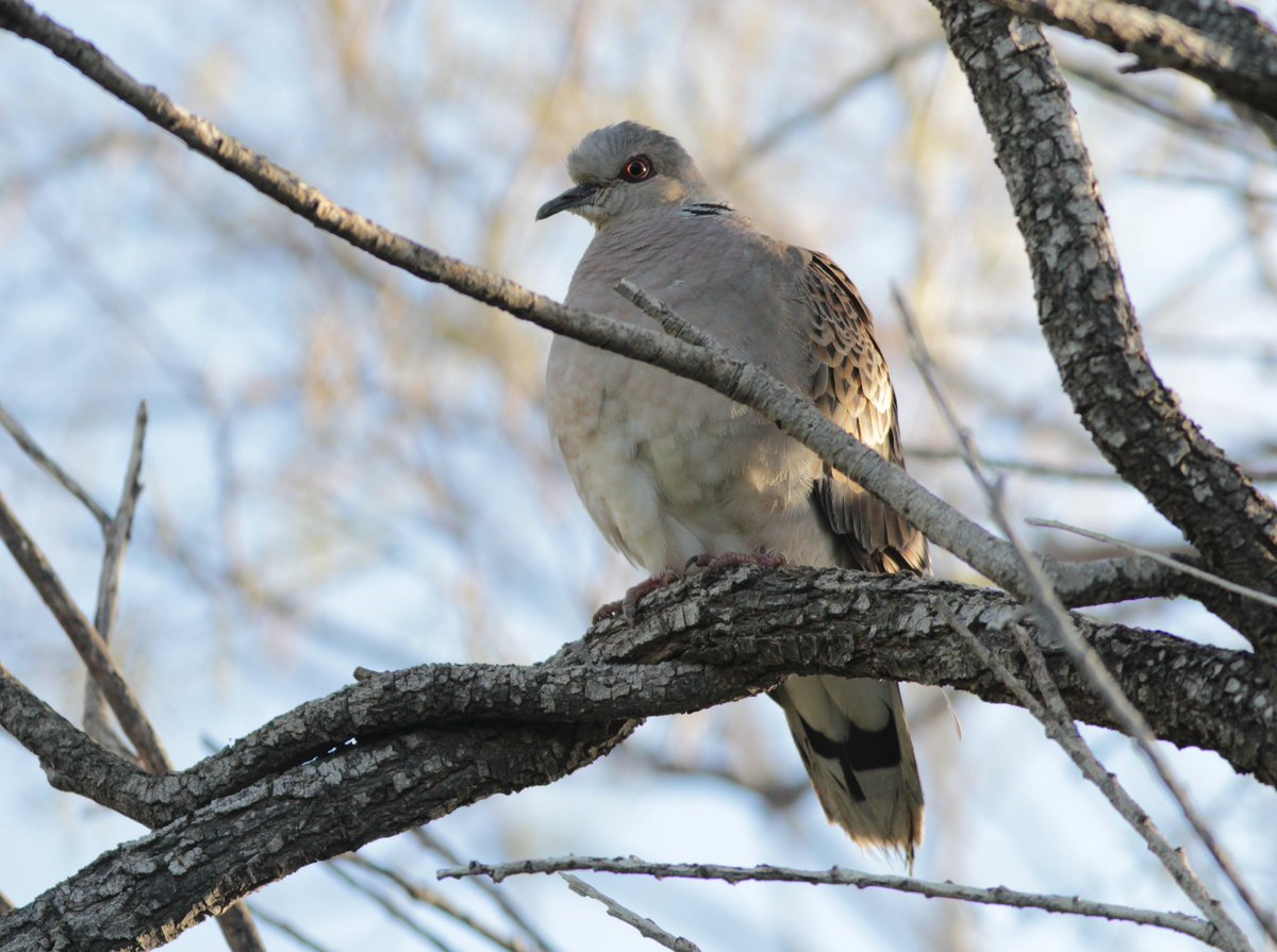 𝗕𝗥𝗘𝗔𝗞𝗜𝗡𝗚 📢 Court provisionally accepts BirdLife Malta’s request for injunction on spring hunting for European Turtle-dove ‼️ Following yesterday’s #ORNIS Committee vote to recommend a spring hunting season on the Vulnerable #EuropeanTurtleDove, BirdLife Malta has today…