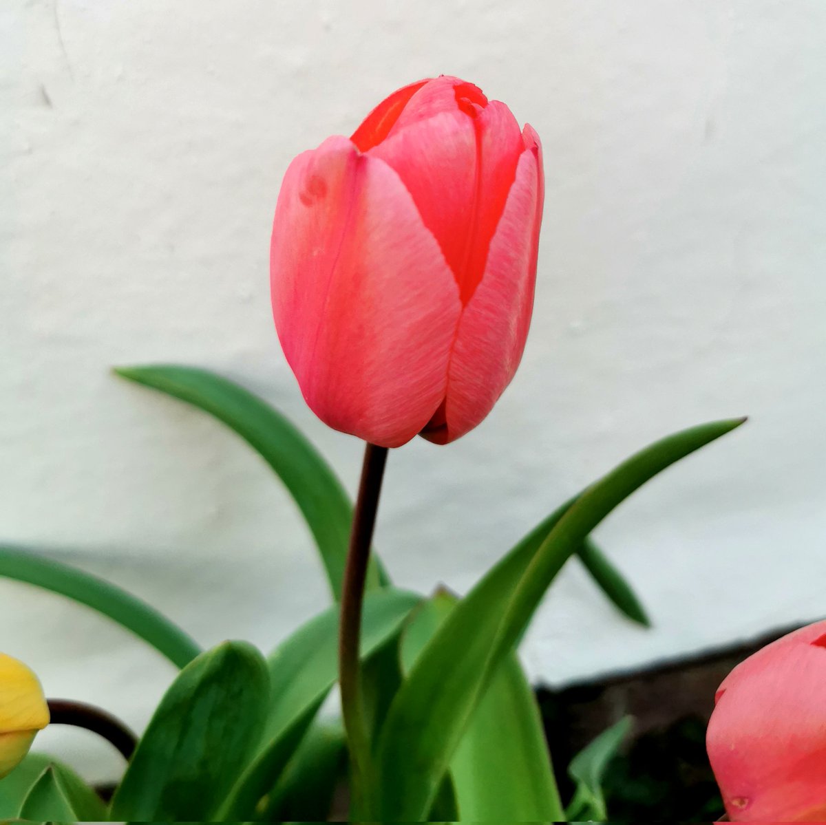 clothesfreeuk's tweet photo. Tulips too ❤️🌷
#tulips #bulbs #springbulbs #springtime2024
#clothesfreeliving #naturism #normalnudity #aunaturale #nonsexualnudity #naturist #nudeisnotrude #bodypositive #nude #naked #bare #healthy #happy #positivity https://t.co/iJVbwvjv0s