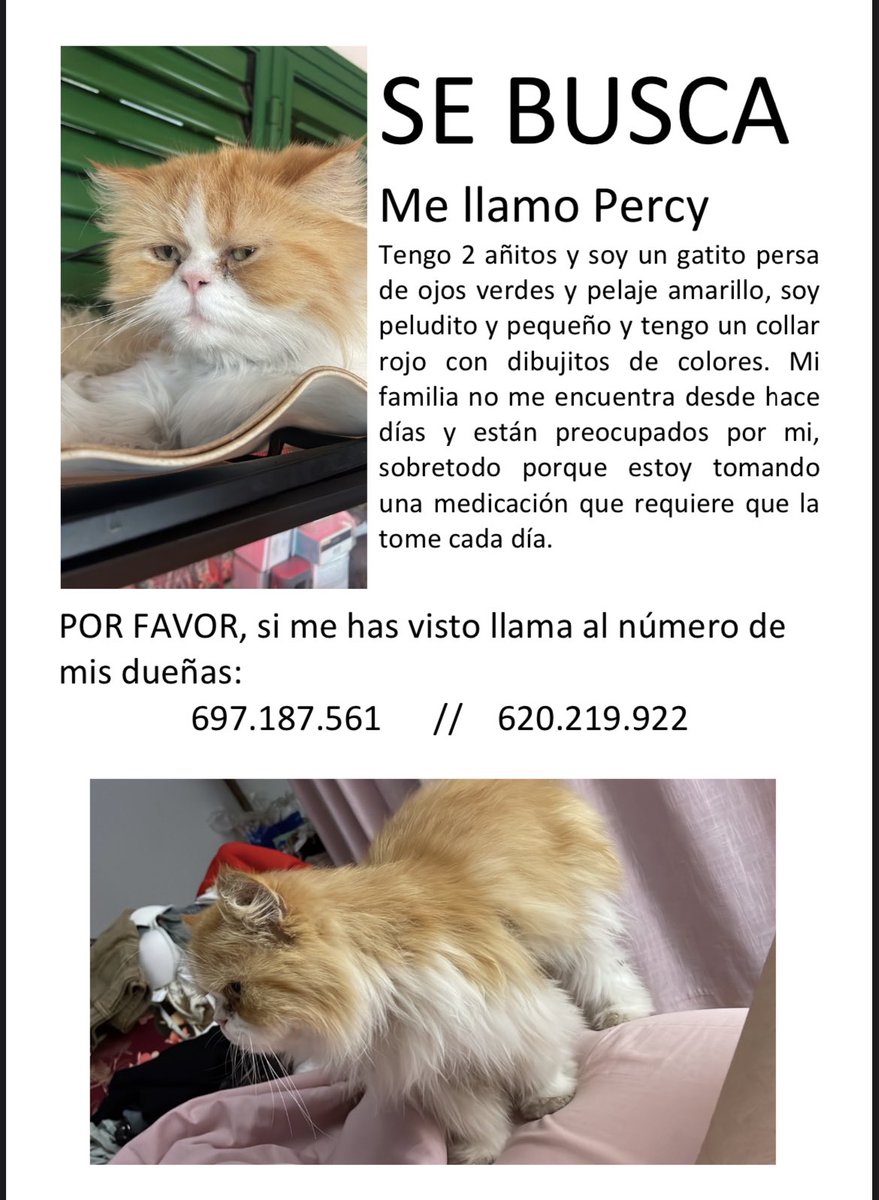 ⚠️URGENTE⚠️ Por favor, mi gatito se ha perdido. Lleva días sin pasar por  casa y es muy raro. Estamos muy preocupados. La última vez que lo vimos fue  por la zona de, image size:879x1200