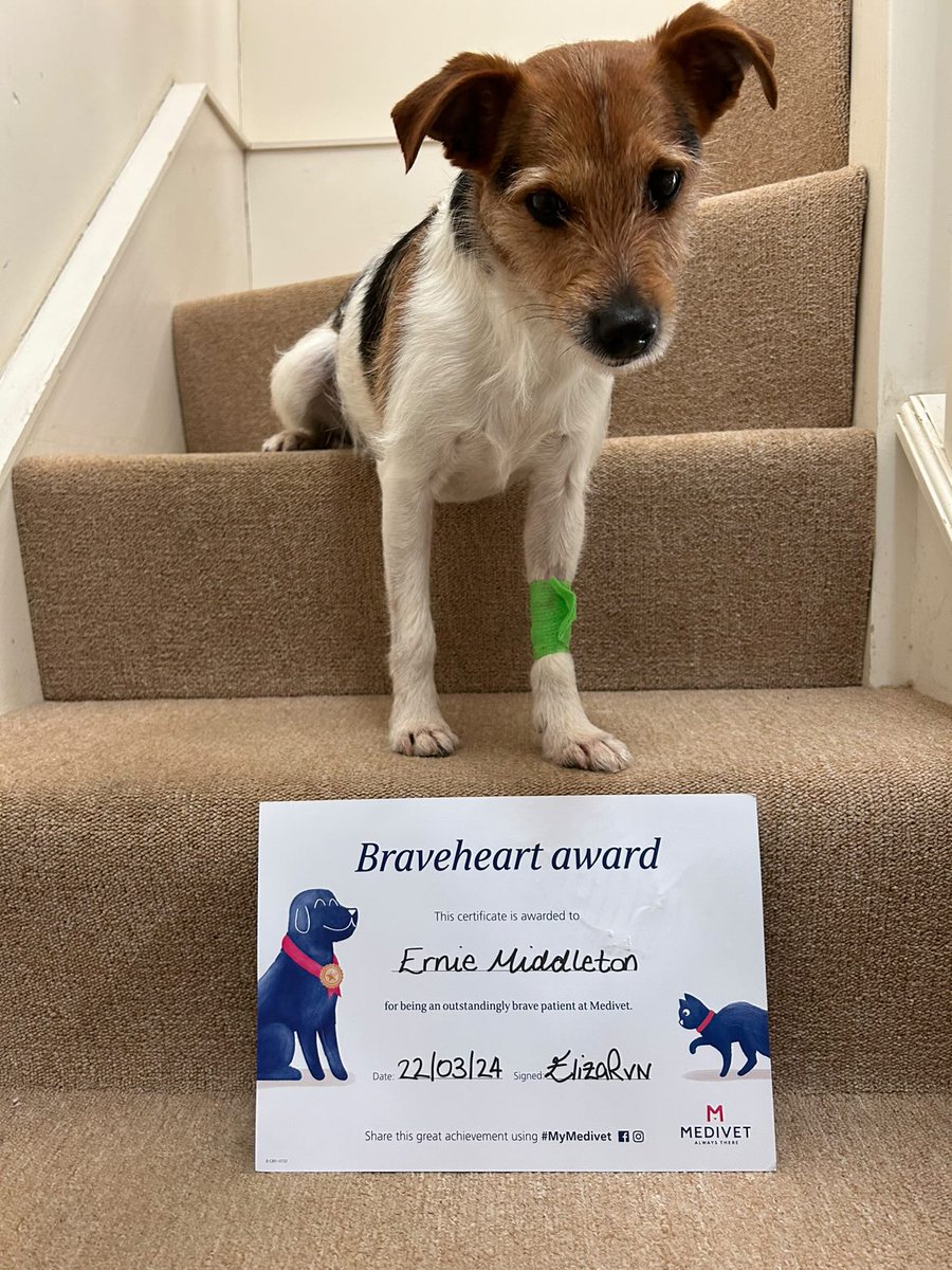 Ernie with his Braveheart award he received from Medivet Beaminster after having four teeth removed! 🐾❤️