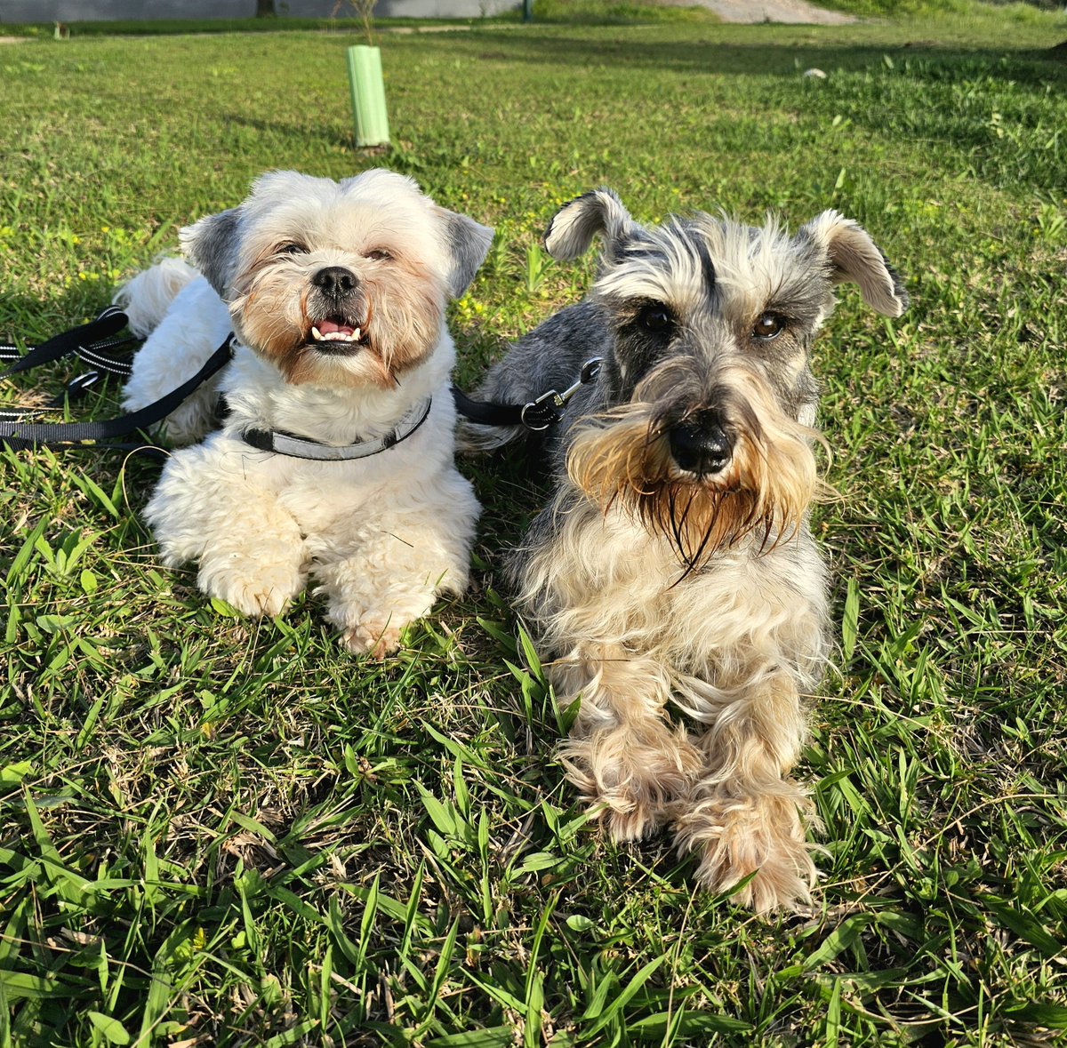 Showing Uncle Timmy my park 🙂 #SchnauzerGang #Friends #cute