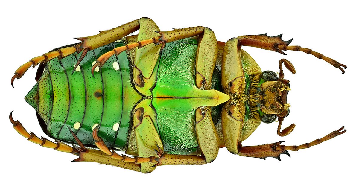 Stephanorrhina guttata (Olivier, 1789)
Female
Size: 25 mm
Breeding 2000