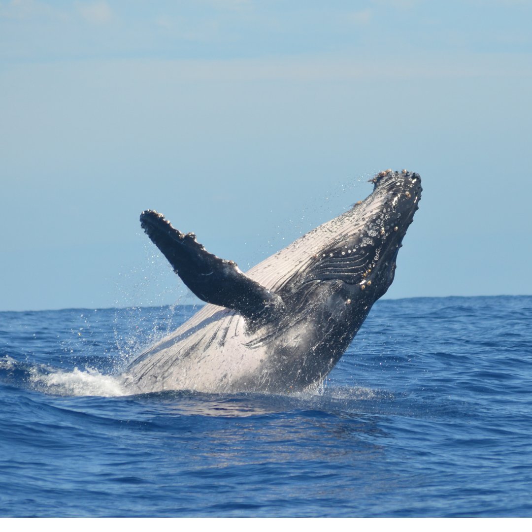 Dive into a whale of a time at Whalefest Monterey!  Enjoy family fun, live music, marine exhibits, and more on April 13th & 14th at Old Fisherman's Wharf!
#familyfunfriday
whalefest.org