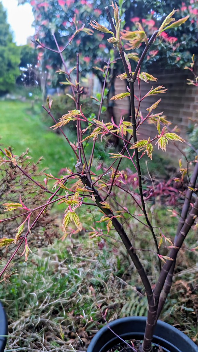 This Acer air-layering nearly died in a storm over winter but looks like it might survive. If so it will be my first successful attempt. #freetrees