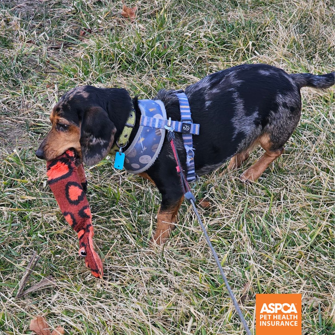 Toy? ✅ Sunshine? ✅ Ready for our walk, Mom! 📸: Sarah T. #DoggyCuteness #DogToys #DogInsurance #ASPCAPetInsurance #DogWalks #Pets #Dogs