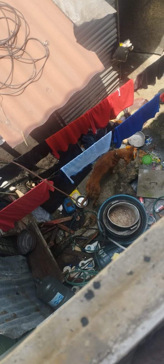 ElJusticiero_SV's tweet photo. Me envían: Está denuncia 

Amigos por favor ayuda,  para hacerlo viral y quiera Dios llegue al Instituto de Bienestar Animal - El Salvador 

Lo están dejando morir, en una terrible suciedad, atado,  en sus heces, al sol, sin agua ni comida, llora bastante https://t.co/t3dVN6TMi2