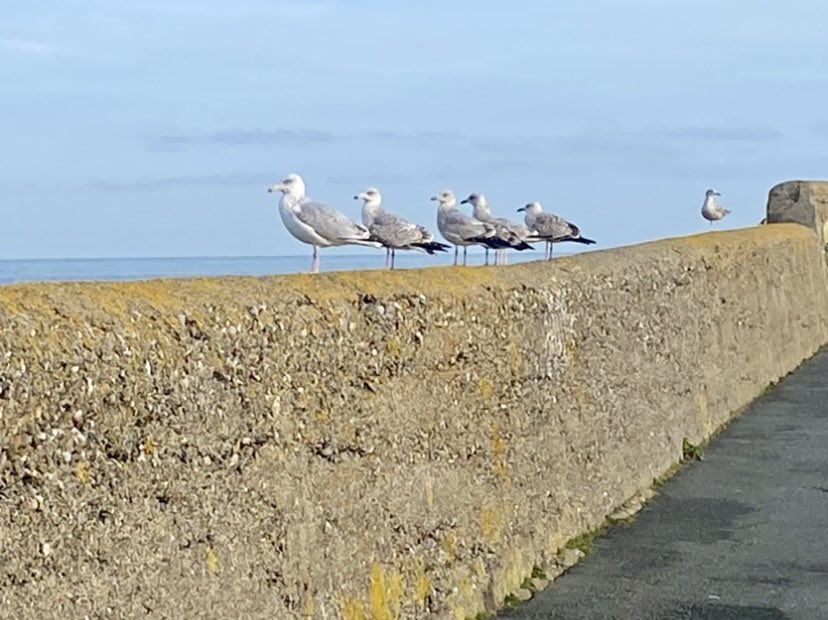 There’s always one, the one who missed synchronisation class! 🙄

Day 94 #100daysofwalking